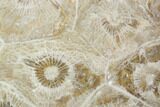 Polished Fossil Coral (Actinocyathus) - Morocco #100636-1